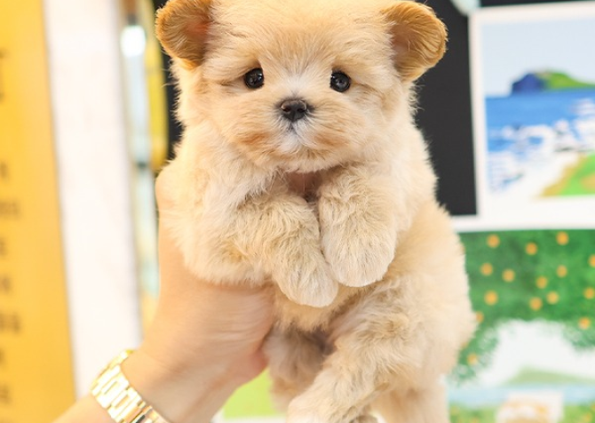 TOY POODLE YAVRULARIM